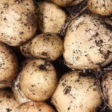 Potatoes - Jersey Bennes 1kg