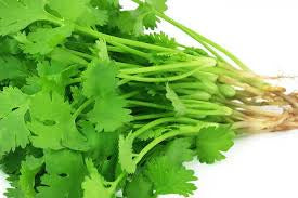 Coriander