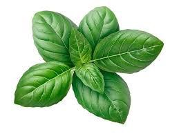 Basil plant (Sprayfree)
